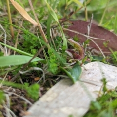 Chiloglottis cornuta at Kosciuszko National Park, NSW - 22 Jan 2023