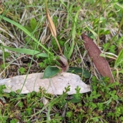 Chiloglottis cornuta at Kosciuszko National Park, NSW - 22 Jan 2023