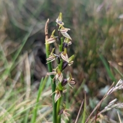 Paraprasophyllum tadgellianum (Tadgell's leek orchid) at Kosciuszko National Park, NSW - 22 Jan 2023 by Rebeccajgee