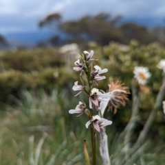 Paraprasophyllum alpestre (Mauve leek orchid) at Thredbo, NSW - 22 Jan 2023 by Rebeccajgee