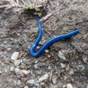 Caenoplana coerulea at Thredbo, NSW - 22 Jan 2023