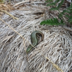 Pseudemoia pagenstecheri (Grassland Tussock-skink) at Kosciuszko National Park - 22 Jan 2023 by Rebeccajgee