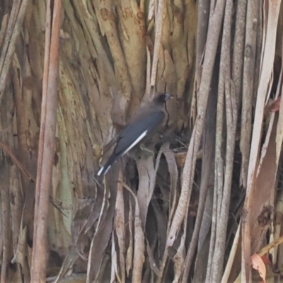 Artamus cyanopterus (Dusky Woodswallow) at Namadgi National Park - 21 Jan 2023 by RAllen