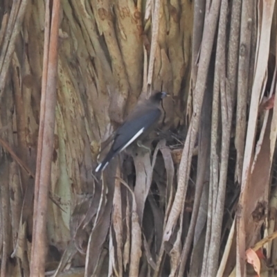 Artamus cyanopterus (Dusky Woodswallow) at Cotter River, ACT - 21 Jan 2023 by RAllen