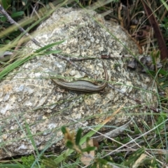 Pseudemoia pagenstecheri (Grassland Tussock-skink) at Thredbo, NSW - 22 Jan 2023 by Rebeccajgee