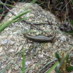 Pseudemoia pagenstecheri at Thredbo, NSW - 22 Jan 2023 02:53 PM