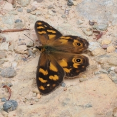 Heteronympha solandri (Solander's Brown) at Cotter River, ACT - 21 Jan 2023 by RAllen