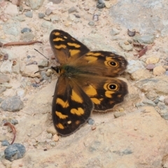 Heteronympha solandri (Solander's Brown) at Cotter River, ACT - 20 Jan 2023 by RAllen