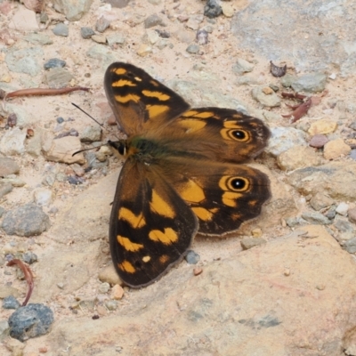 Heteronympha solandri (Solander's Brown) at Namadgi National Park - 20 Jan 2023 by RAllen