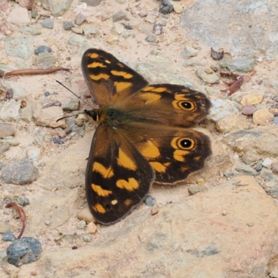 Heteronympha solandri (Solander's Brown) at Cotter River, ACT - 21 Jan 2023 by RAllen