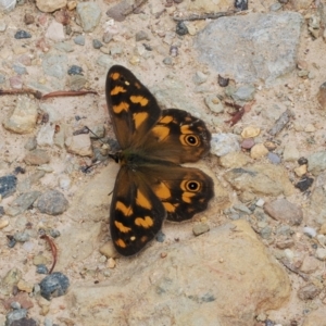 Heteronympha solandri at Cotter River, ACT - 21 Jan 2023