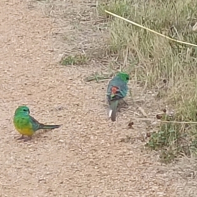 Psephotus haematonotus (Red-rumped Parrot) at Fyshwick, ACT - 22 Jan 2023 by WildReverence