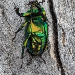 Lamprima aurata (Golden stag beetle) at Pialligo, ACT - 21 Jan 2023 by HelenCross