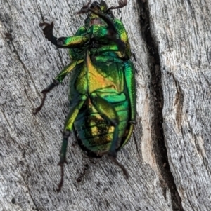 Lamprima aurata at Pialligo, ACT - 22 Jan 2023