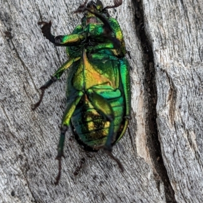 Lamprima aurata (Golden stag beetle) at Pialligo, ACT - 21 Jan 2023 by HelenCross