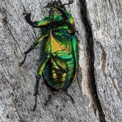 Lamprima aurata (Golden stag beetle) at Pialligo, ACT - 22 Jan 2023 by HelenCross