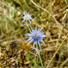 Eryngium ovinum (Blue Devil) at Pialligo, ACT - 22 Jan 2023 by HelenCross