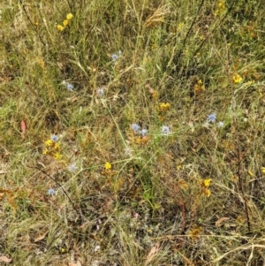 Eryngium ovinum at Pialligo, ACT - 22 Jan 2023