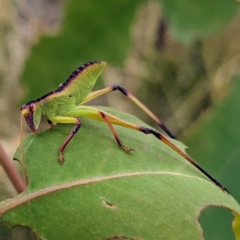 Torbia viridissima (Gum Leaf Katydid) at Pialligo, ACT - 21 Jan 2023 by HelenCross