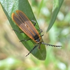 Trichalus sp. (genus) (Net-winged beetle) at Aranda, ACT - 21 Jan 2023 by Jubeyjubes