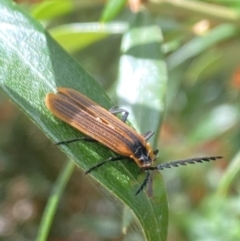 Trichalus sp. (genus) at Aranda, ACT - 21 Jan 2023