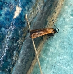 Snellenia lineata (A concealer moth) at Aranda, ACT - 21 Jan 2023 by Jubeyjubes