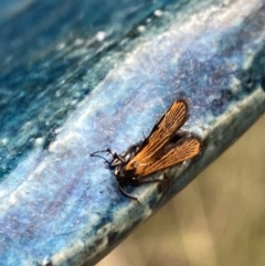 Snellenia lineata at Aranda, ACT - 21 Jan 2023