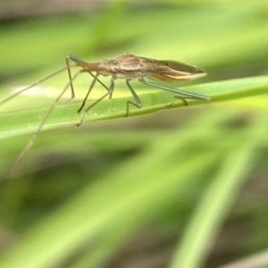 Mutusca brevicornis at Aranda, ACT - 21 Jan 2023