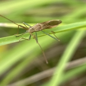 Mutusca brevicornis at Aranda, ACT - 21 Jan 2023