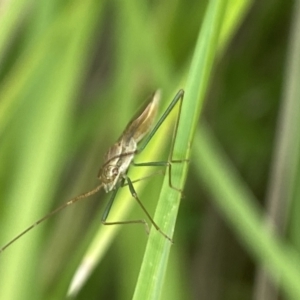 Mutusca brevicornis at Aranda, ACT - 21 Jan 2023