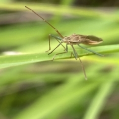 Mutusca brevicornis at Aranda, ACT - 21 Jan 2023