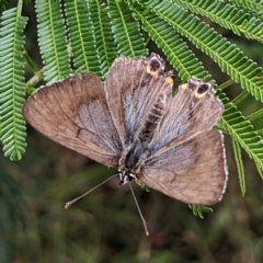 Jalmenus ictinus (Stencilled Hairstreak) at Pialligo, ACT - 21 Jan 2023 by HelenCross