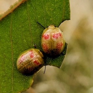 Paropsisterna fastidiosa at Pialligo, ACT - 22 Jan 2023