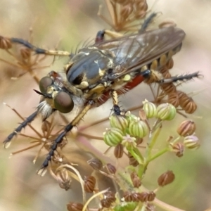 Thereutria amaraca at Aranda, ACT - 22 Jan 2023