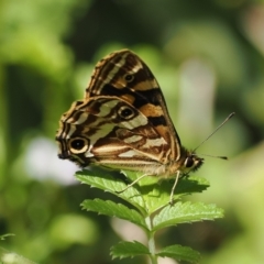 Oreixenica kershawi (Striped Xenica) at Namadgi National Park - 21 Jan 2023 by RAllen