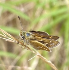 Taractrocera papyria (White-banded Grass-dart) at Aranda, ACT - 21 Jan 2023 by Jubeyjubes