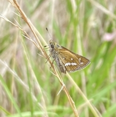 Taractrocera papyria at Aranda, ACT - 22 Jan 2023