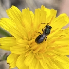 Lasioglossum (Homalictus) sphecodoides (Furrow Bee) at Aranda, ACT - 22 Jan 2023 by Jubeyjubes