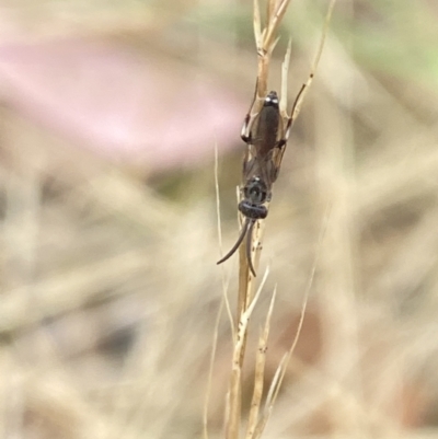 Tiphiidae (family) (Unidentified Smooth flower wasp) at Aranda, ACT - 21 Jan 2023 by Jubeyjubes