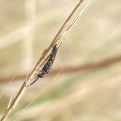 Tiphiidae (family) at Aranda, ACT - 21 Jan 2023