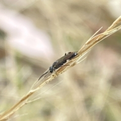 Tiphiidae (family) at Aranda, ACT - 21 Jan 2023