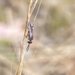 Tiphiidae (family) at Aranda, ACT - 21 Jan 2023