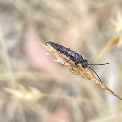 Tiphiidae (family) (Unidentified Smooth flower wasp) at Aranda, ACT - 22 Jan 2023 by Jubeyjubes