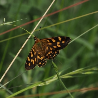 Oreixenica kershawi (Striped Xenica) at Cotter River, ACT - 21 Jan 2023 by RAllen