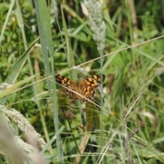 Oreixenica kershawi at Cotter River, ACT - 21 Jan 2023