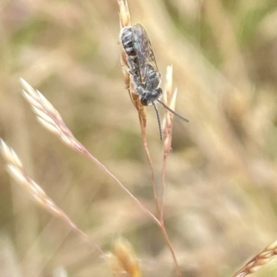 Lasioglossum (Chilalictus) sp. (genus & subgenus) (Halictid bee) at Aranda, ACT - 21 Jan 2023 by Jubeyjubes