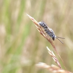 Lasioglossum (Chilalictus) sp. (genus & subgenus) at Aranda, ACT - 21 Jan 2023