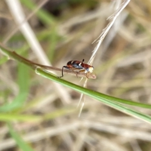 Lemidia bella at Aranda, ACT - 22 Jan 2023