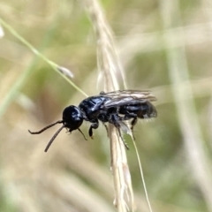 Unverified Wasp (Hymenoptera, Apocrita) at Aranda, ACT - 22 Jan 2023 by Jubeyjubes