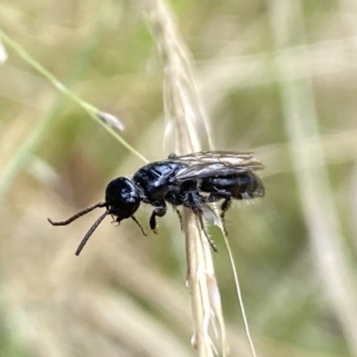 Unidentified Wasp (Hymenoptera, Apocrita) at Aranda, ACT - 22 Jan 2023 by Jubeyjubes